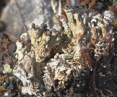 Cladonia phyllophora