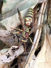 Polistes apachus