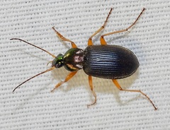 Chlaenius nemoralis