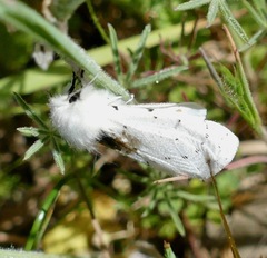 Spilosoma vestalis