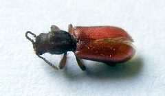 Zenodosus sanguineus