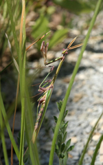 Empusa pennicornis