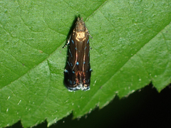 Strobisia iridipennella