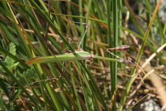 Empusa pennicornis