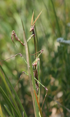 Empusa pennicornis