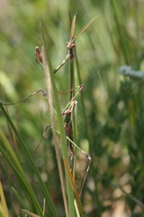 Empusa pennicornis