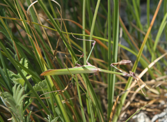 Empusa pennicornis