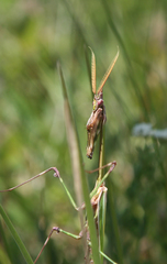 Empusa pennicornis