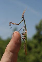 Empusa pennicornis
