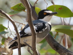 Lanioturdus torquatus