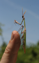 Empusa pennicornis