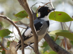 Lanioturdus torquatus