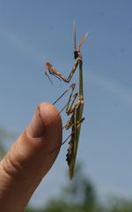Empusa pennicornis