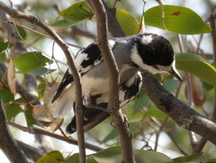 Lanioturdus torquatus