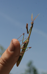 Empusa pennicornis