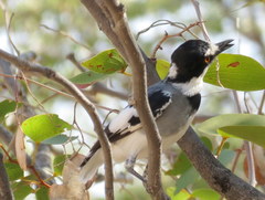 Lanioturdus torquatus