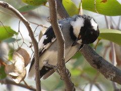 Lanioturdus torquatus