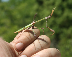 Empusa pennicornis