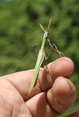 Empusa pennicornis