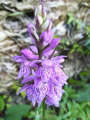 Dactylorhiza saccifera