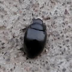 Nosodendron unicolor