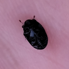 Nosodendron unicolor