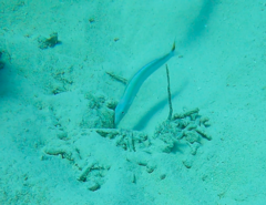 Malacanthus plumieri