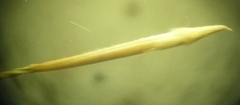 Stipa ucrainica