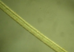 Stipa ucrainica