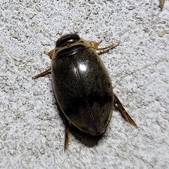 Thermonectus nigrofasciatus