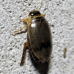 Thermonectus nigrofasciatus