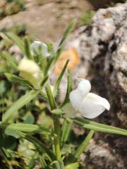 Misopates