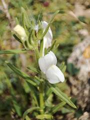 Misopates