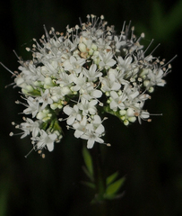 Valeriana uliginosa
