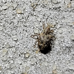 Conotrachelus recessus