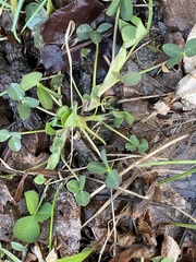 Trifolium stoloniferum