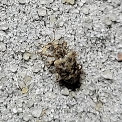 Conotrachelus recessus