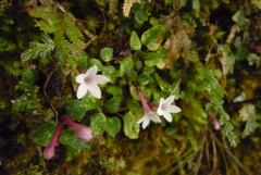 Ophiorrhiza mitchelloides