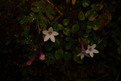 Ophiorrhiza mitchelloides