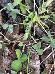 Trifolium stoloniferum