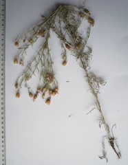 Centaurea besseriana