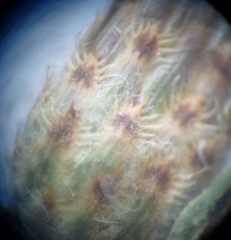 Centaurea besseriana