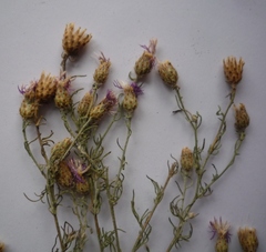 Centaurea besseriana
