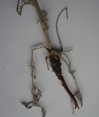 Centaurea besseriana