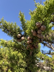 Cupressus goveniana