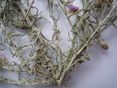 Centaurea besseriana