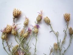 Centaurea besseriana