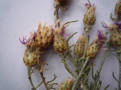 Centaurea besseriana