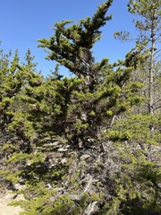 Cupressus goveniana