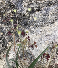 Trifolium microcephalum